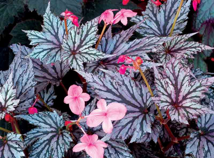 Begonia 'Garden Angel Blush', Garden Angel Blush Begonia, shade loving plants, summer flower bulbs, shade plants, Silver Leaves, Purple Leaves